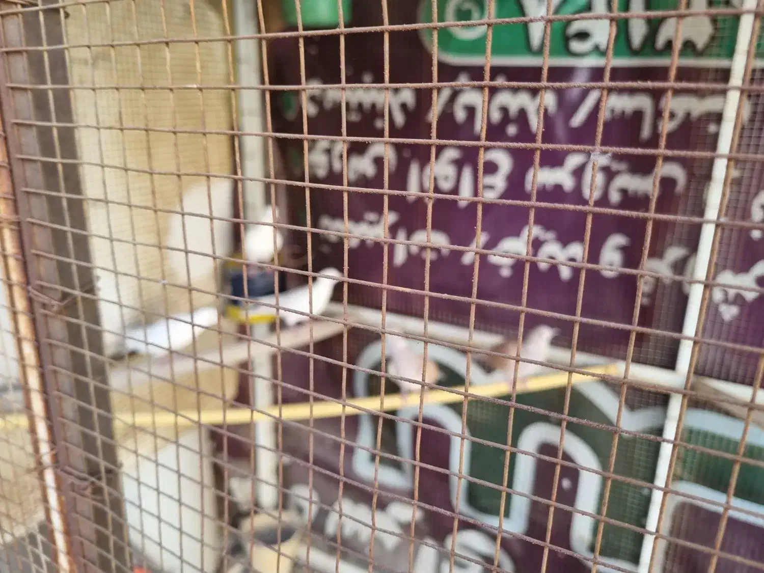 کبوتر|پرنده|زارچ, |دیوار