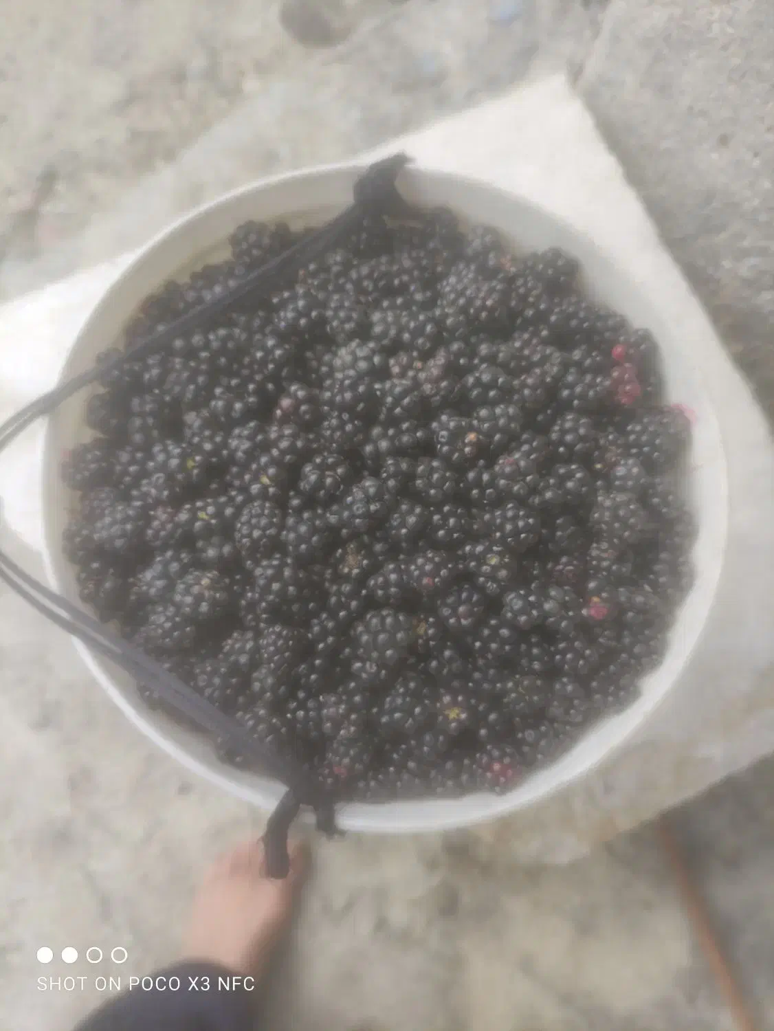 تمشک برای امروز|خوردنی و آشامیدنی|کردکوی, |دیوار