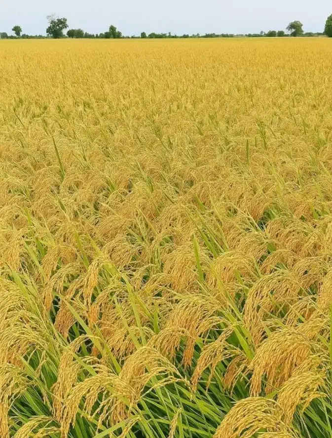 برنج چمپای میداوود ـ سرله ـ دوگچه وو|خوردنی و آشامیدنی|اهواز, کوی مهدیس|دیوار