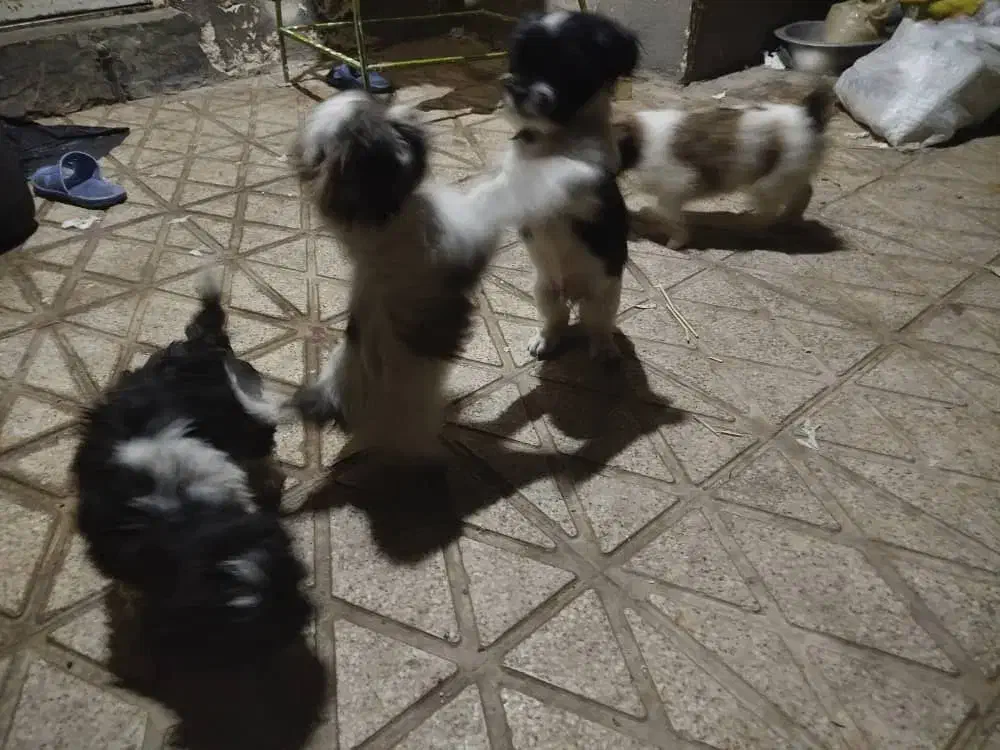 واگذاری توله های شیتزو|سگ|شیراز, شهرک سعدی|دیوار