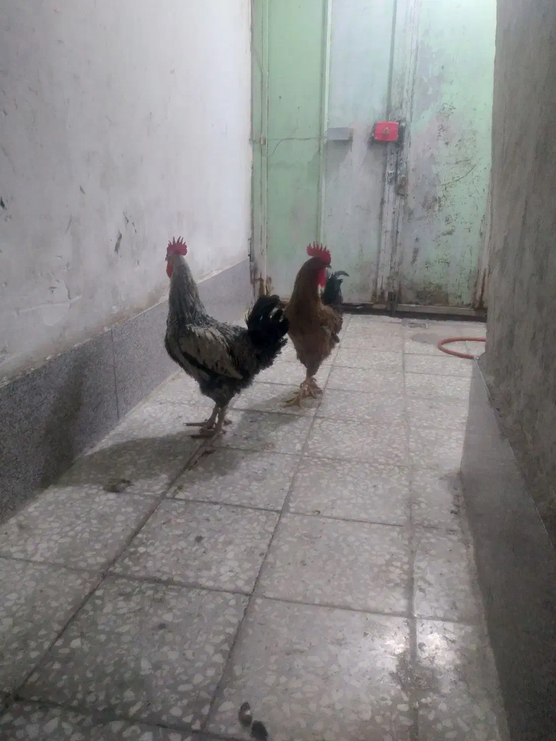 ۲عدد خروس چاق|حیوانات مزرعه|قم, نیروگاه|دیوار