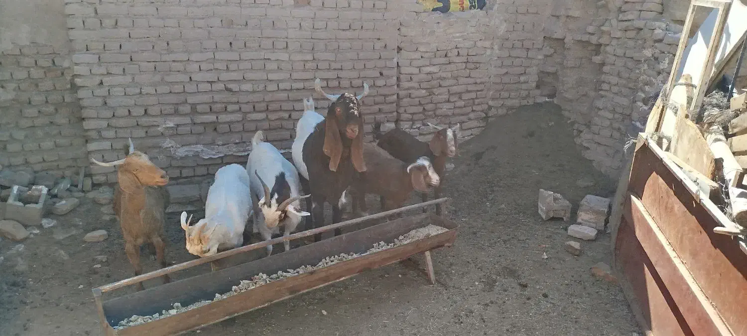 بز ابست|حیوانات مزرعه|بیرجند, |دیوار