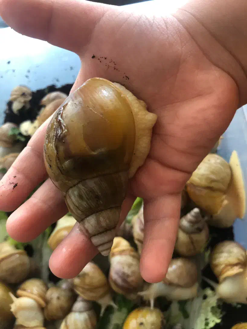 حلزون آلبینو|خزنده|اردبیل, |دیوار