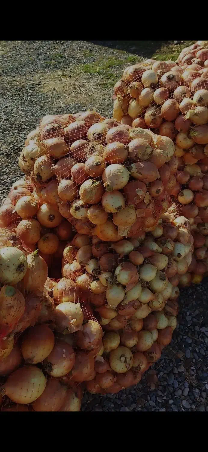 پیاز زرد|حراج|قلعه نو, |دیوار