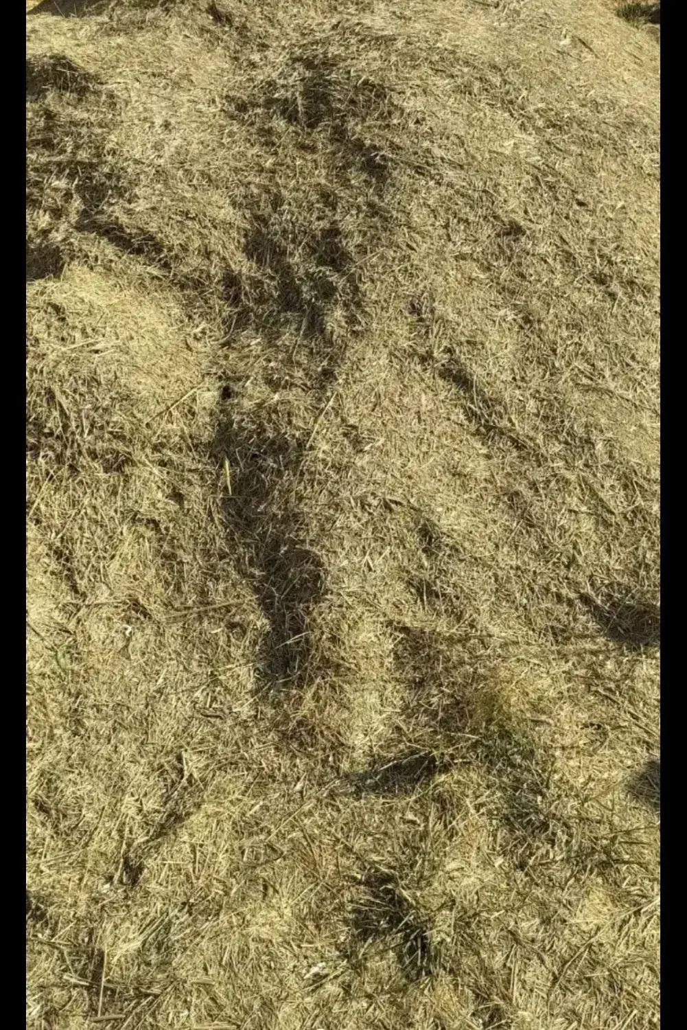 یونجه وپرس یونجه|لوازم جانبی حیوانات|بروجرد, |دیوار