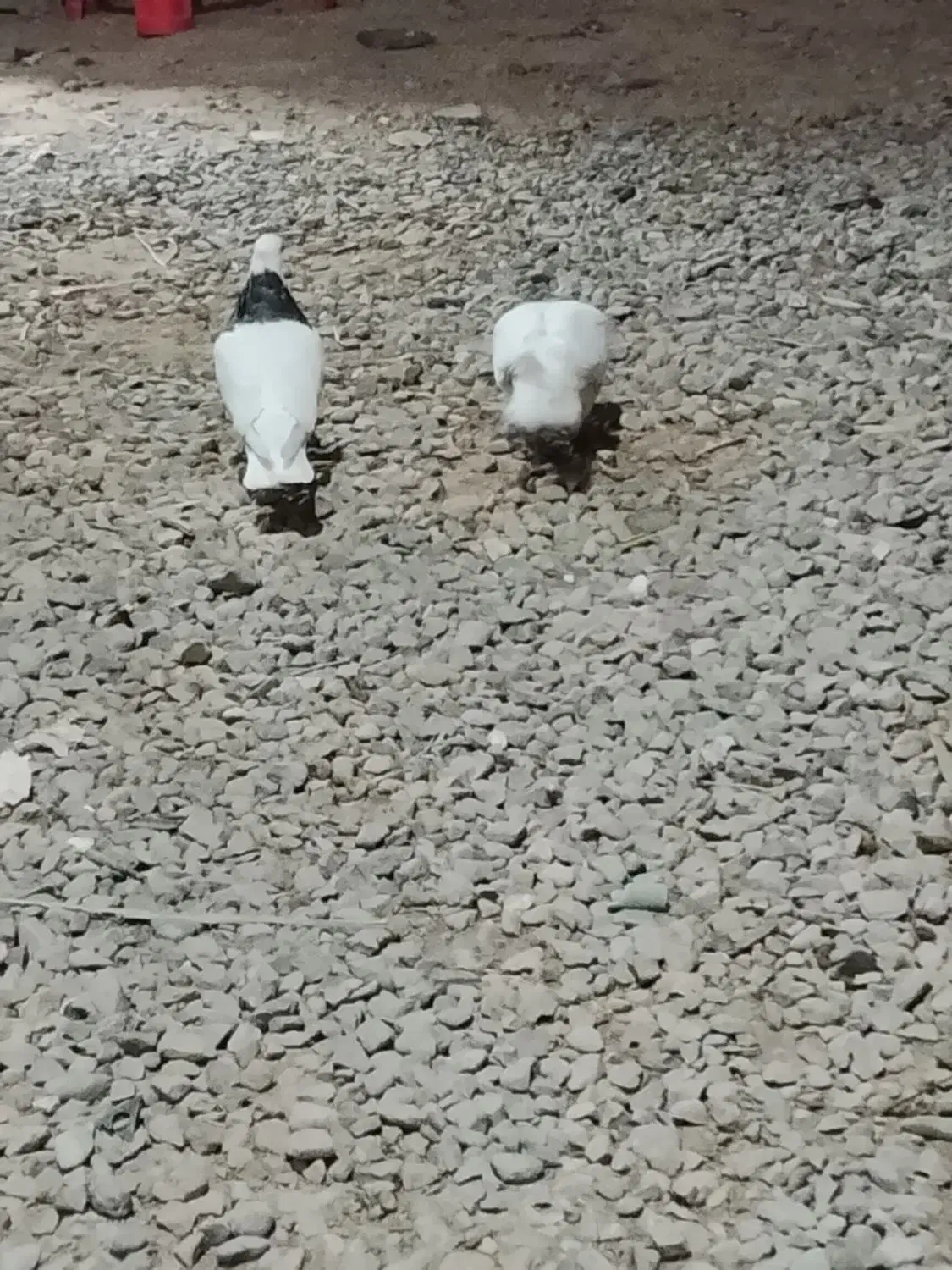 فروش کبوتر|پرنده|فهرج, |دیوار