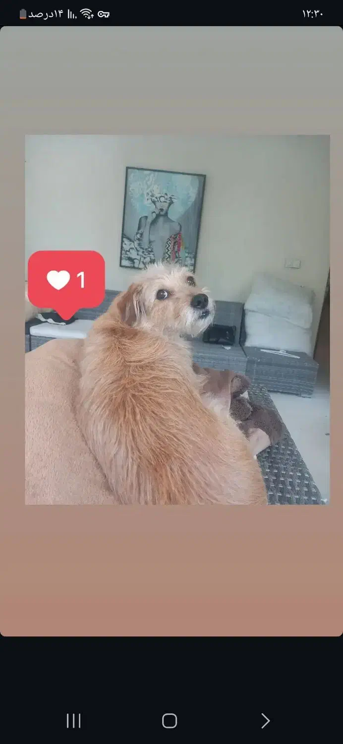 سگ گم شده.|سگ|تهران, الهیه|دیوار