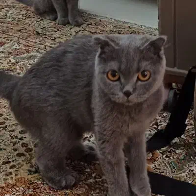 گربه اسکاتیش فولد اصل ماده چشم نارنجی|گربه|کرمان, |دیوار