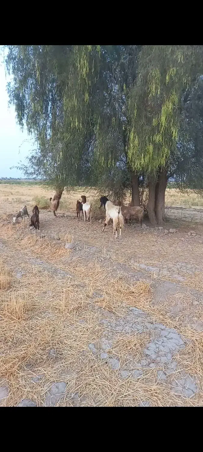 گوسفند|حیوانات مزرعه|رودبار (کرمان), |دیوار