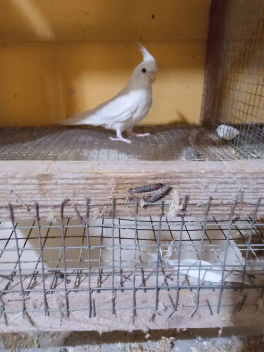 عروس هلندی+ مرغ عشق با جوجه|پرنده|قشم, |دیوار