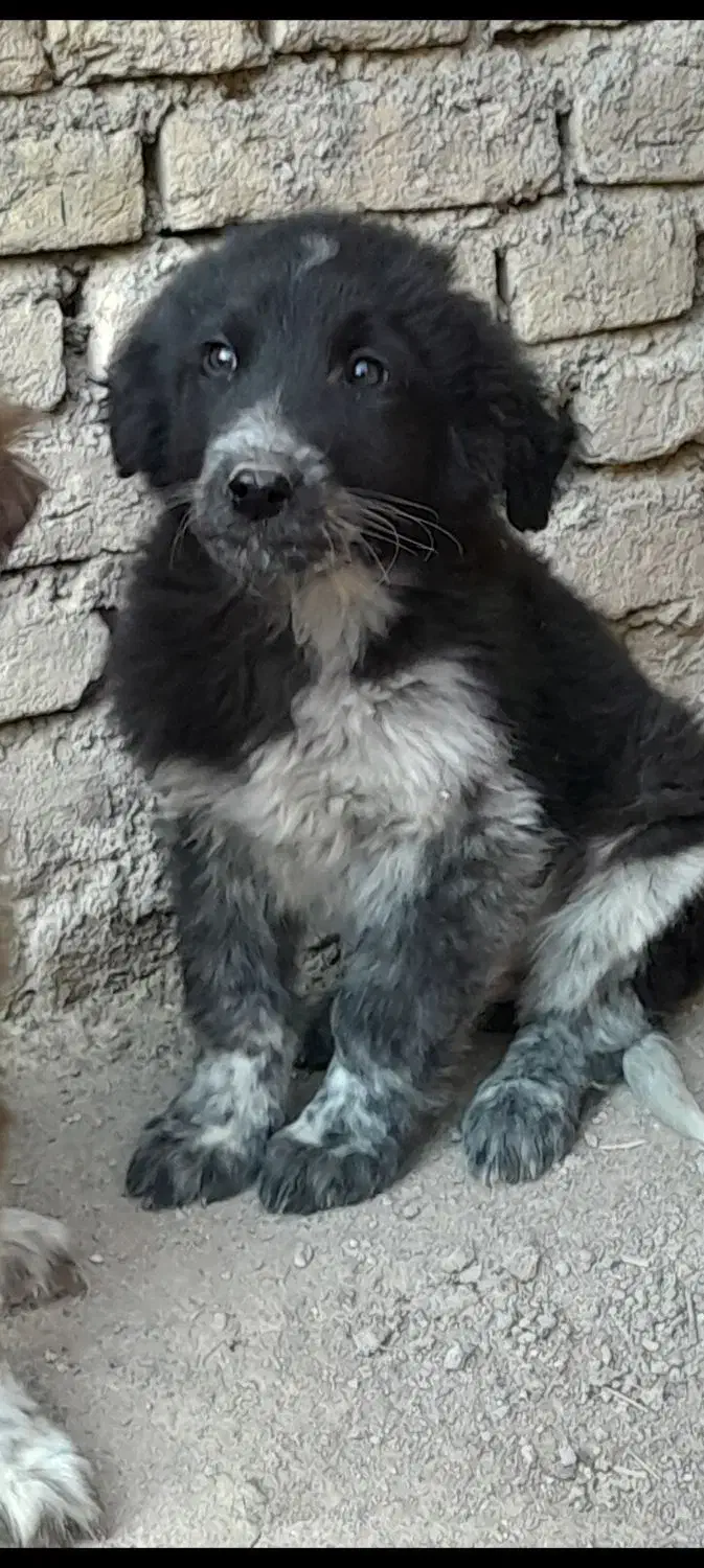 همقال نر|سگ|فولادشهر, فولادشهر|دیوار