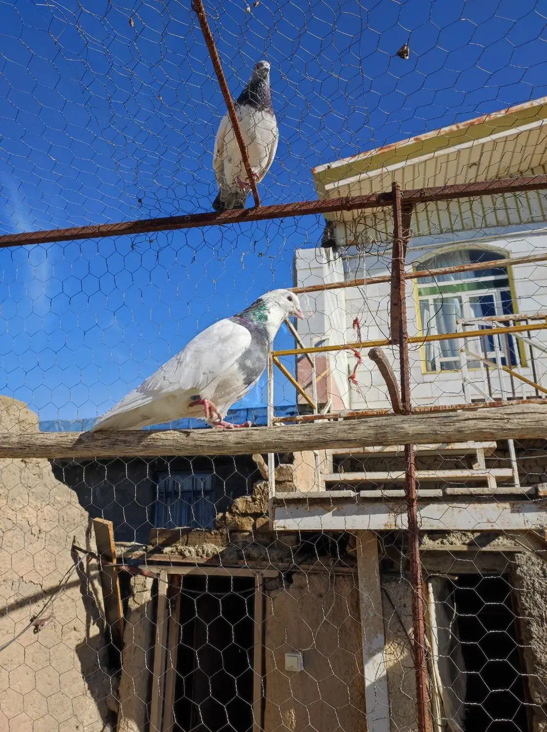 کفتر طوقی|پرنده|جوکار, |دیوار