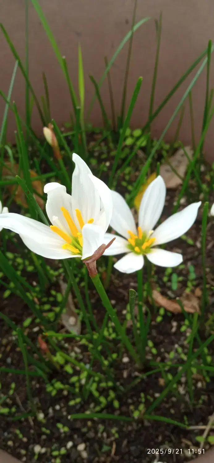 گلهای پیازی|گل و گیاه طبیعی|ماسال, |دیوار