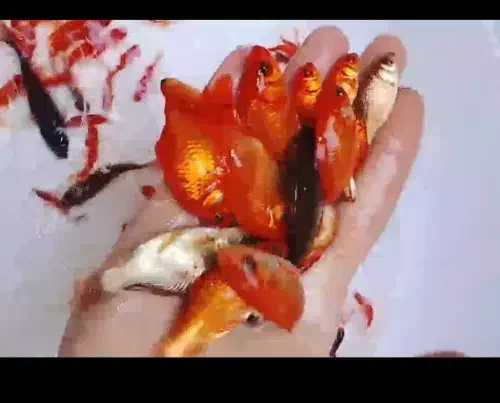 ماهی قرمز گلفیش کوی|ماهی|تهران, هلال احمر|دیوار