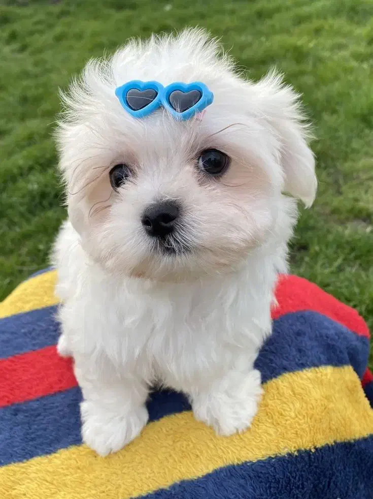 سگ پاپی پشمالو شیتزو کراس|سگ|اصفهان, کارلادان|دیوار