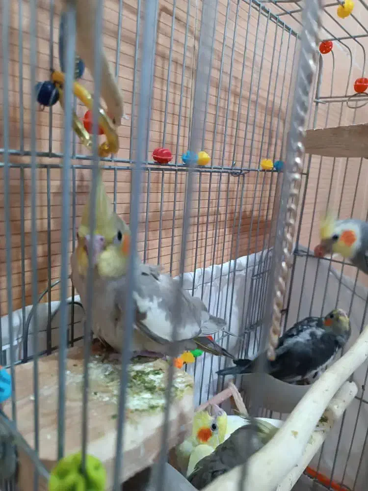 عروس هلندی|پرنده|دورود, |دیوار