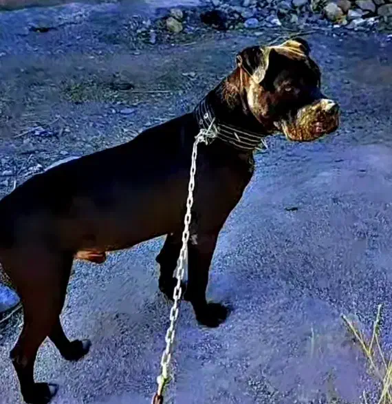 پیتول اصیل شناس نامه دار|سگ|کرمانشاه, |دیوار