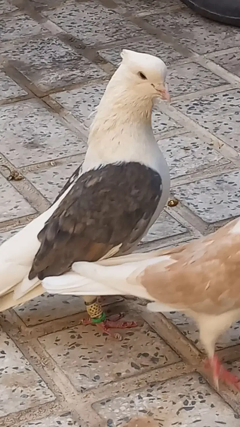 کبوتر دوبالی نر و ماده|پرنده|تاکستان, |دیوار