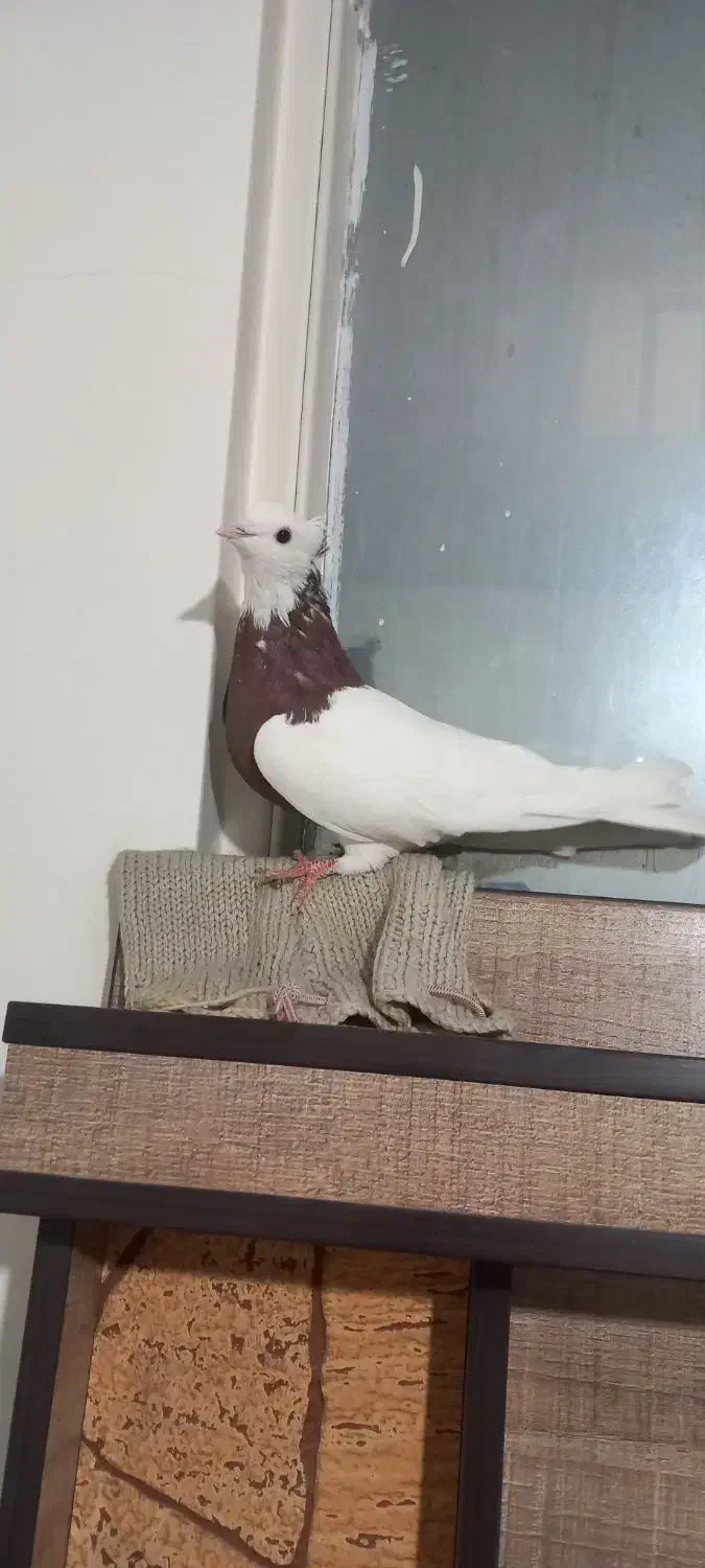 کبوتر|پرنده|تهران, مسعودیه|دیوار