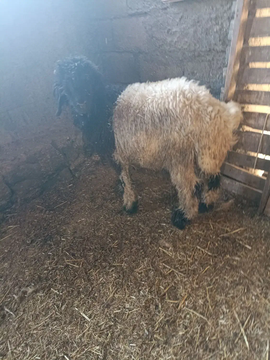 بره تخمی|حیوانات مزرعه|مسجد سلیمان, |دیوار