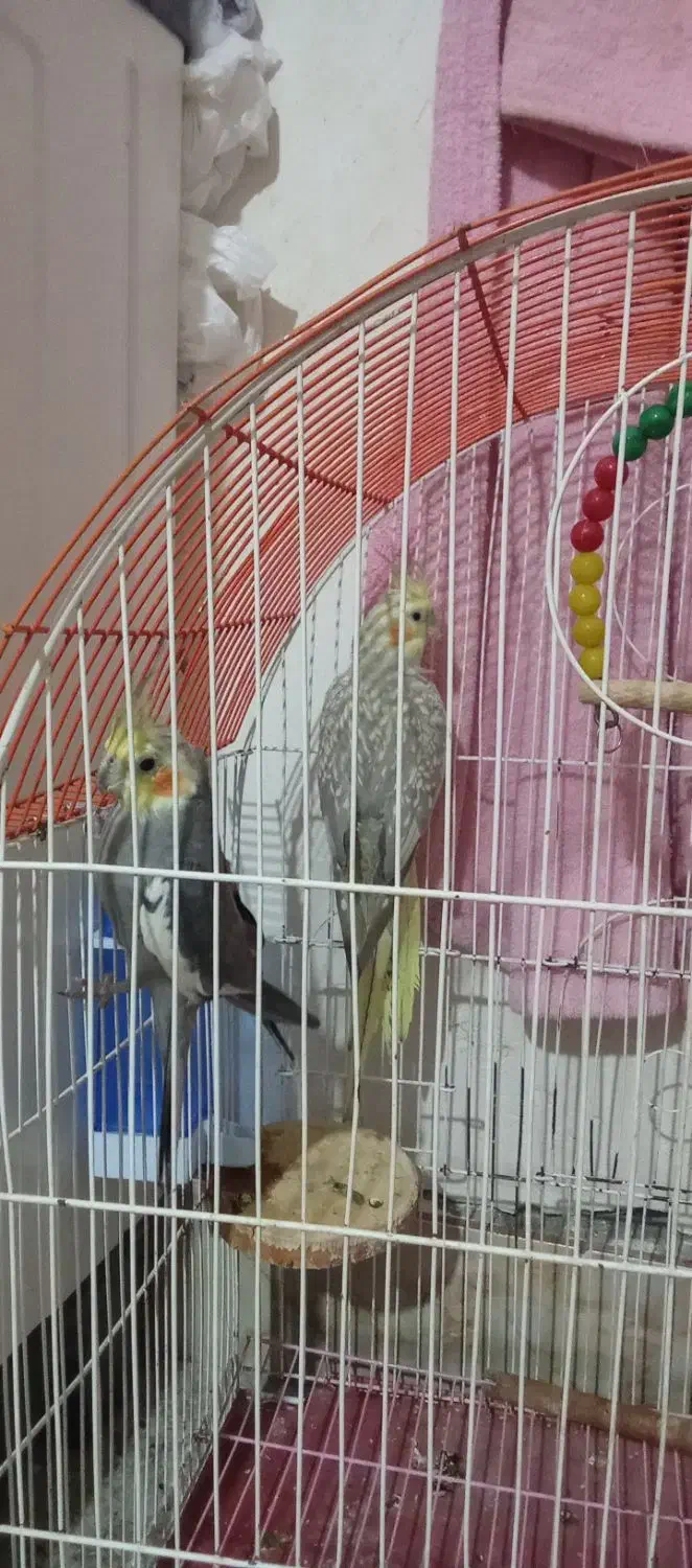 یک جفت عروس هلندی|پرنده|شیروان (خراسان), |دیوار