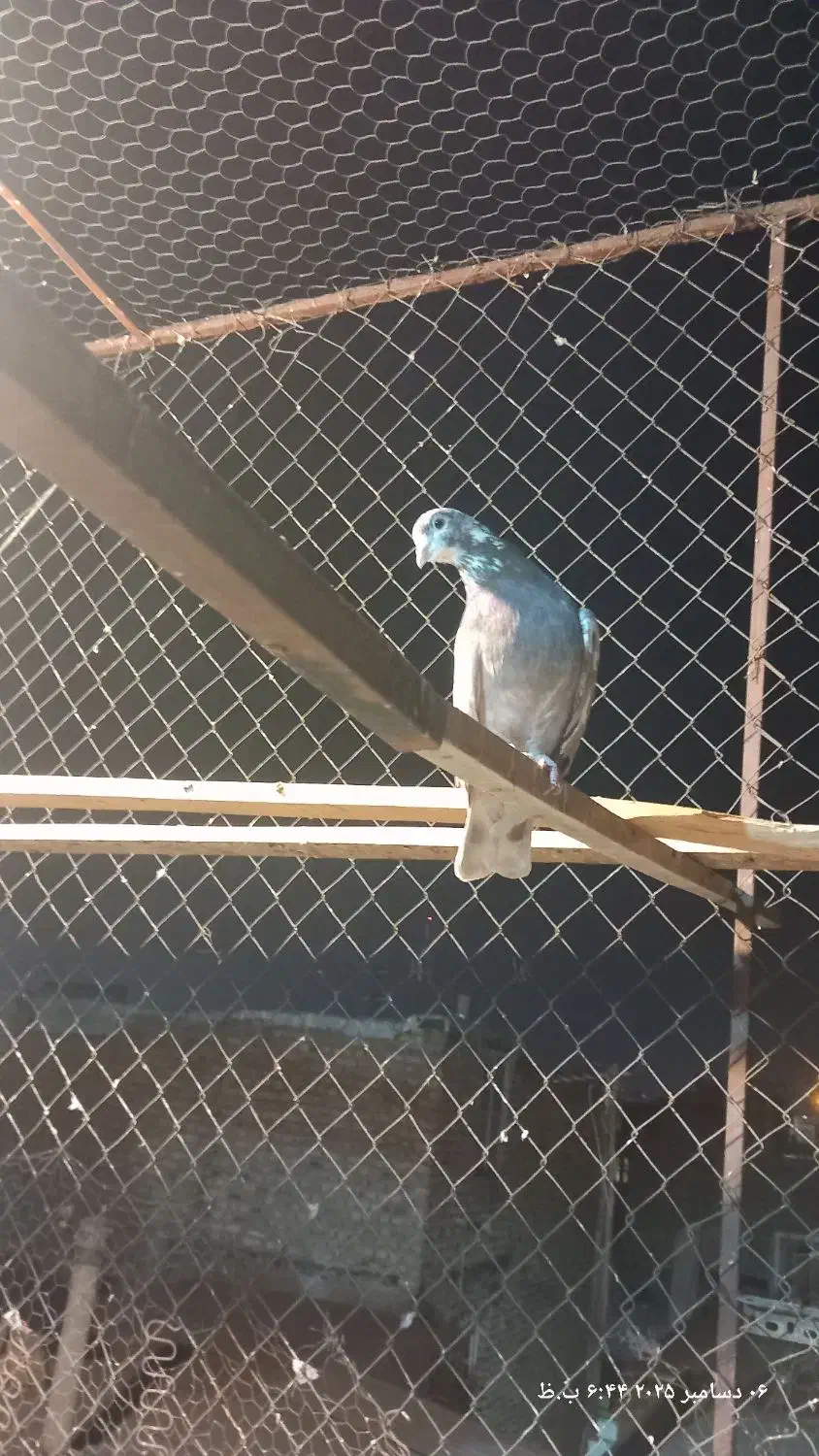 کبوترشکار|پرنده|اراک, |دیوار