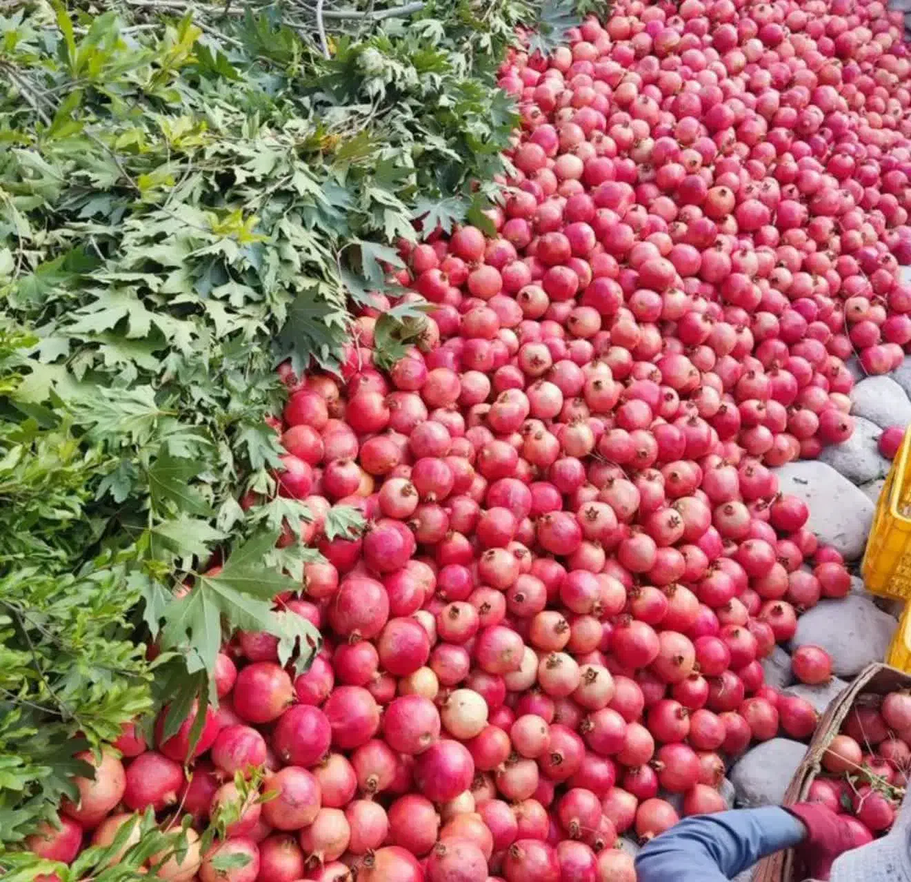 ملک کشاورزی .چاه دربست . و باغ پسته|فروش دفتر صنعتی، کشاورزی، تجاری|ساوه, |دیوار