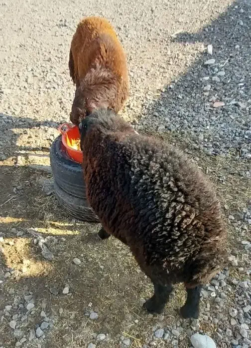 دوعددبره نرچاق|حیوانات مزرعه|آذرشهر, |دیوار