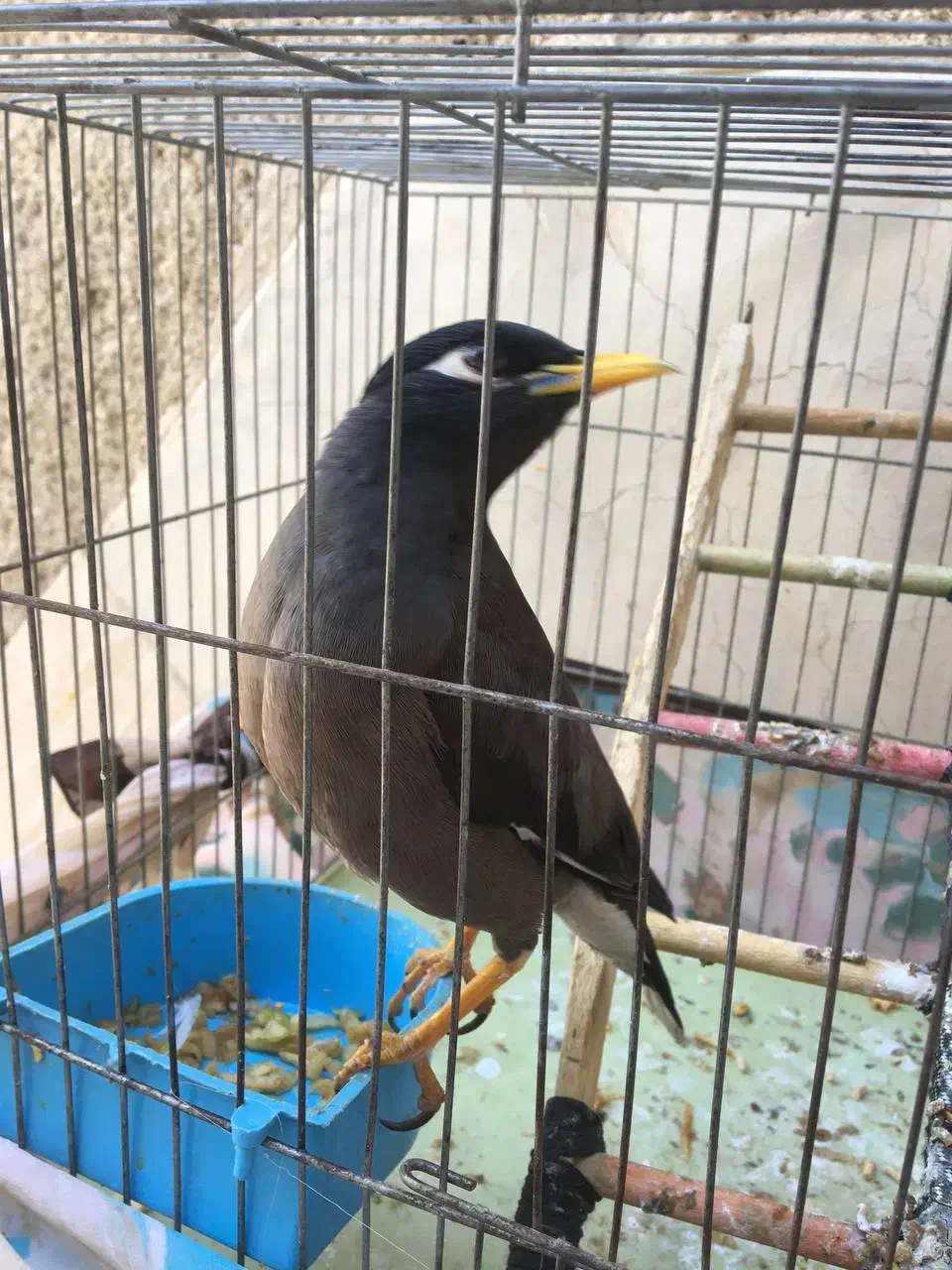 مرغ مینا|پرنده|قدس, شهر‌قدس|دیوار