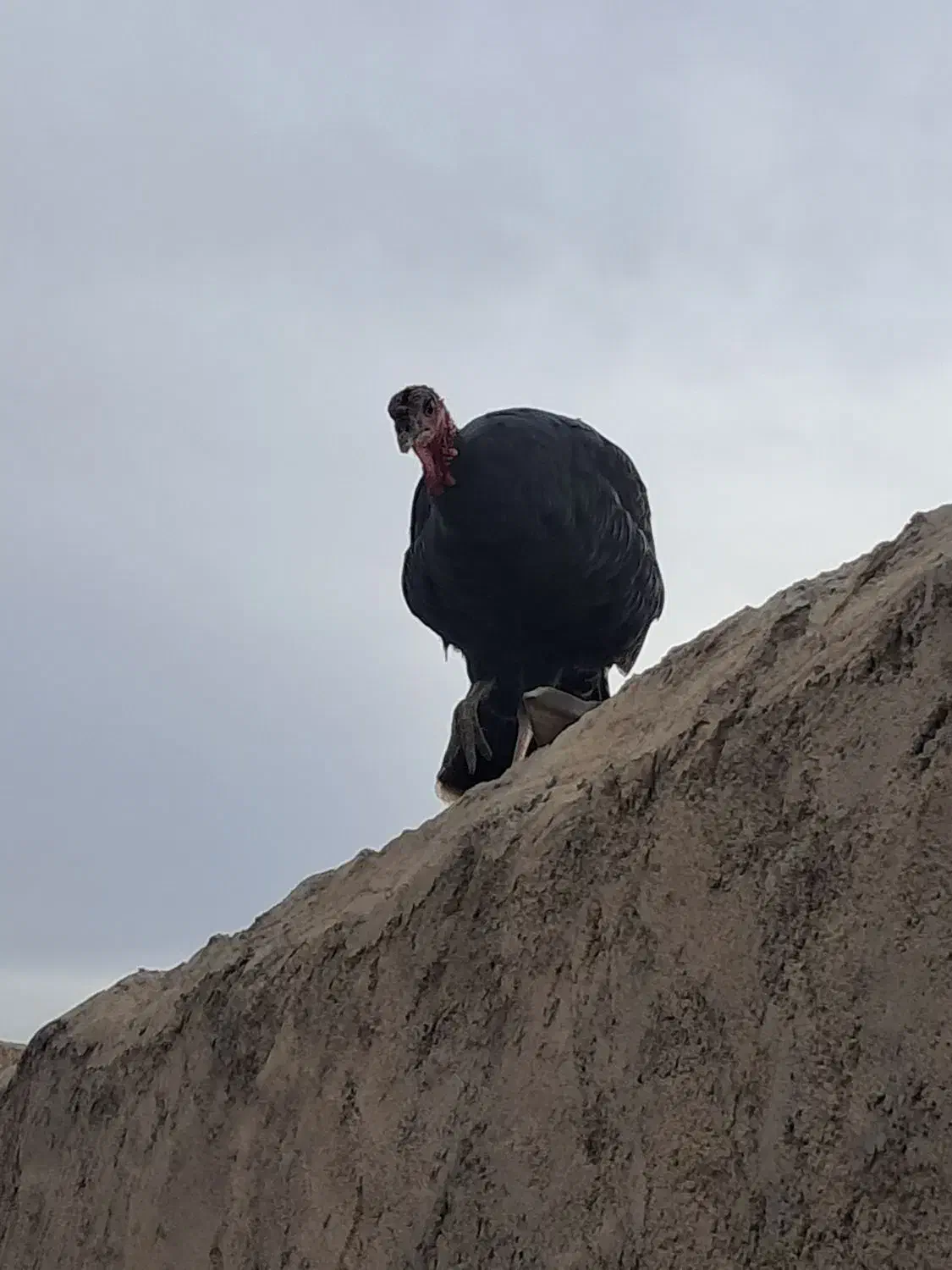 بوقلمون یک نر و یک ماده|حیوانات مزرعه|نیمروز, |دیوار