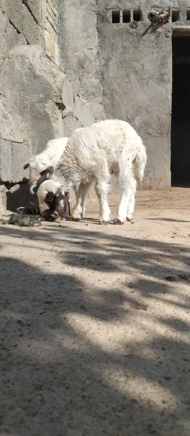 بره نر ماده سنجابی اصیل در میراباد|حیوانات مزرعه|جوانرود, |دیوار