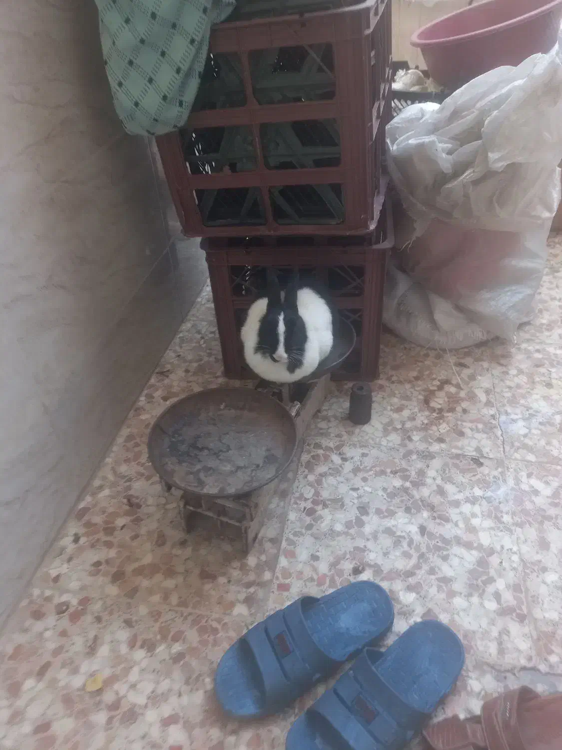 خرگوش|موش و خرگوش|حمیدیه, |دیوار