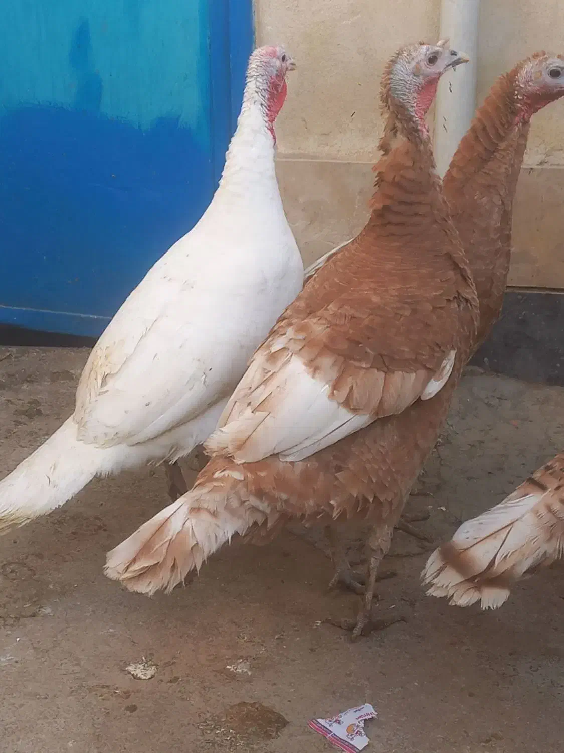 بوقلمون|حیوانات مزرعه|نمین, |دیوار