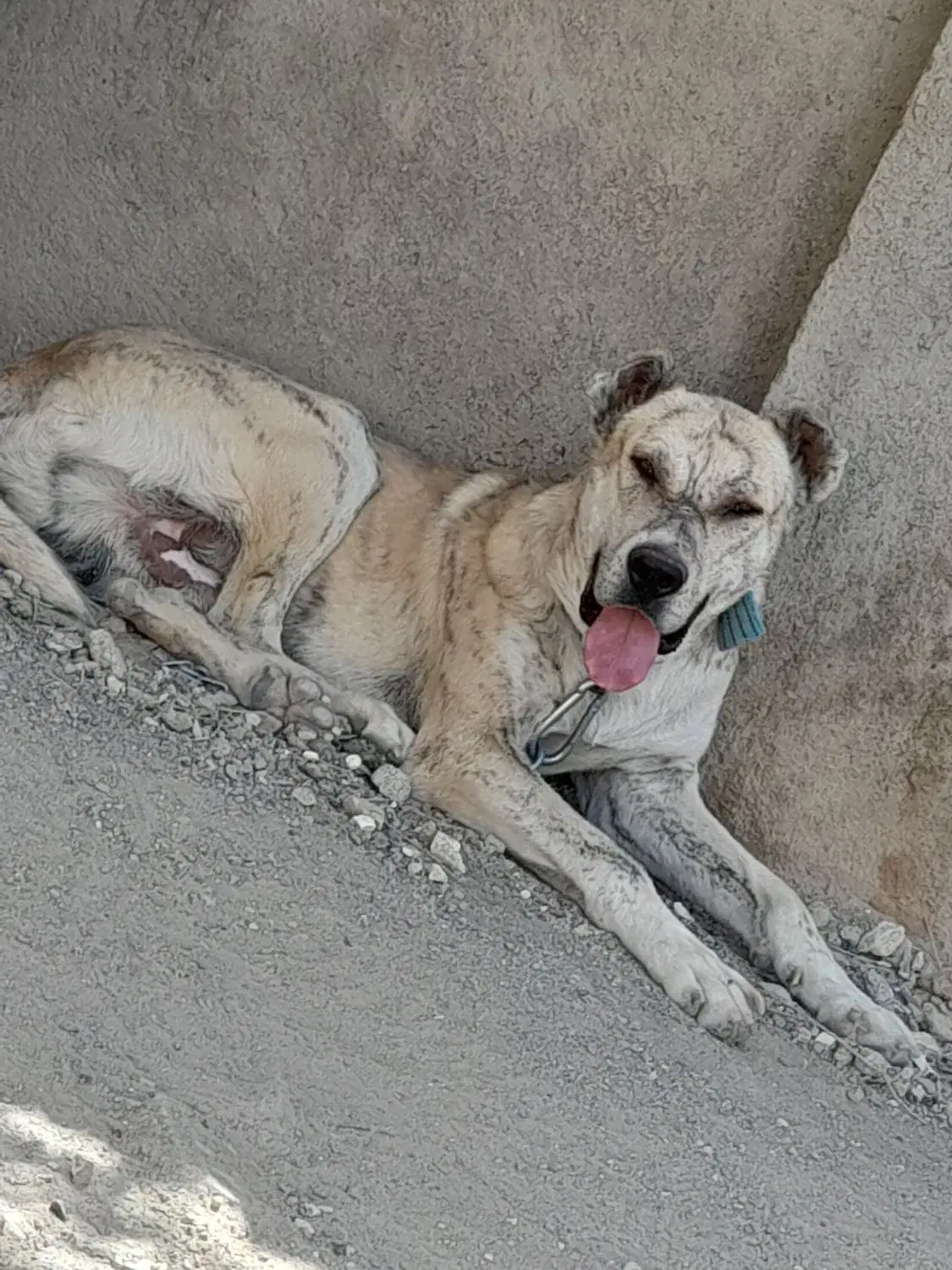 سگ گله ای|سگ|تربتحیدریه, یحیی آباد|دیوار