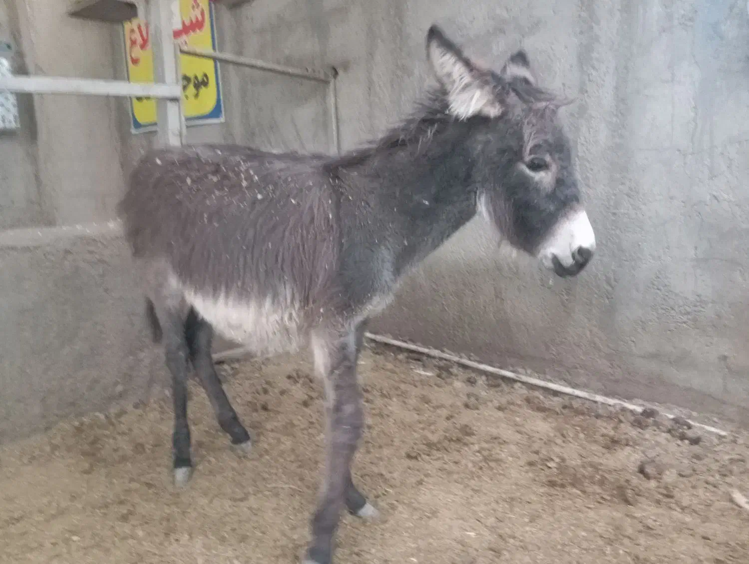 فروش کره خر( الاغ )|حیوانات مزرعه|زید آباد, |دیوار