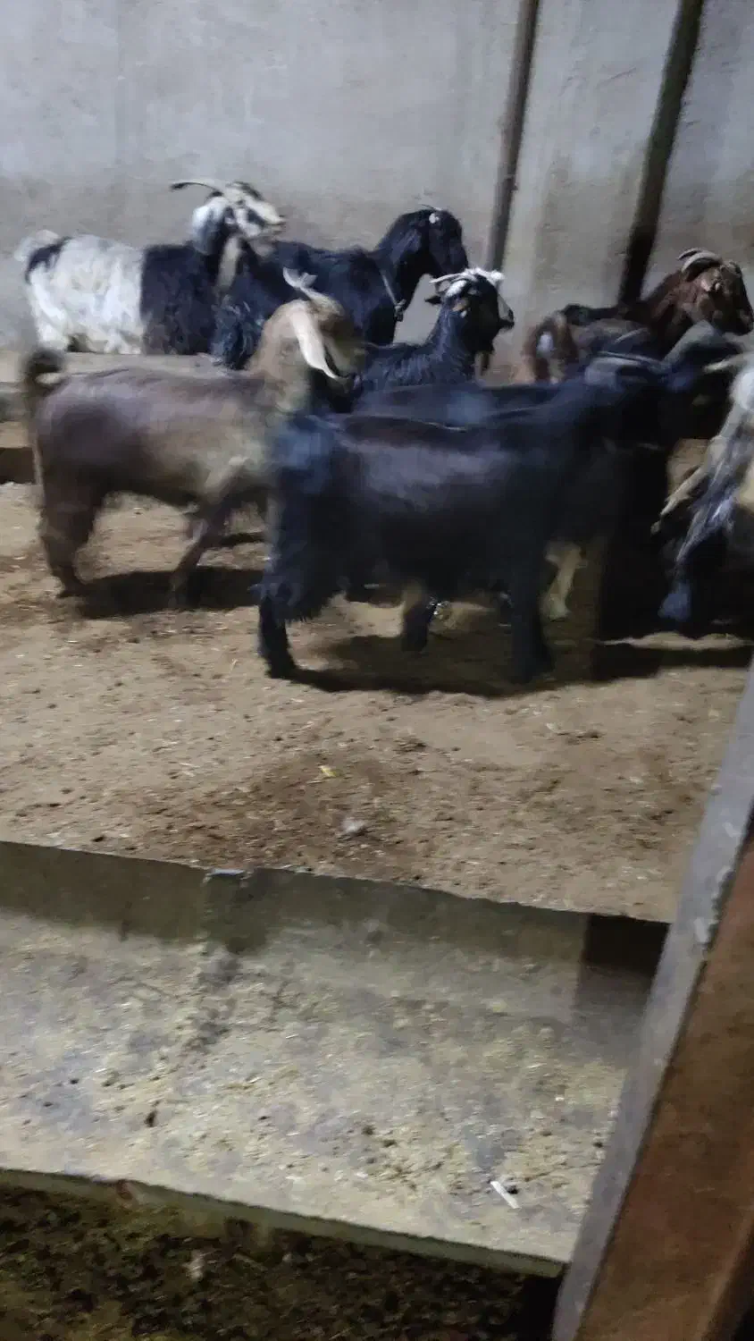 کهره چاق|حیوانات مزرعه|بندر گناوه, |دیوار