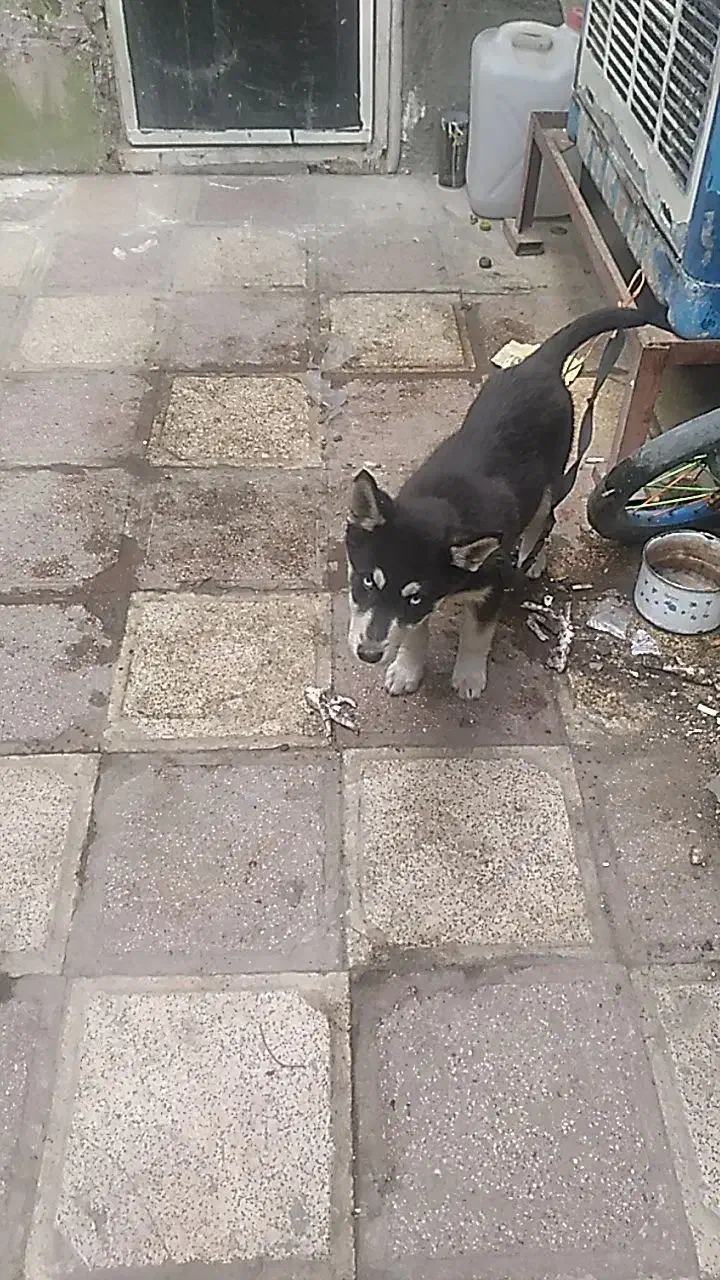 سگ هاسکی پیداشده|حیوانات|مشهد, ترمینال|دیوار