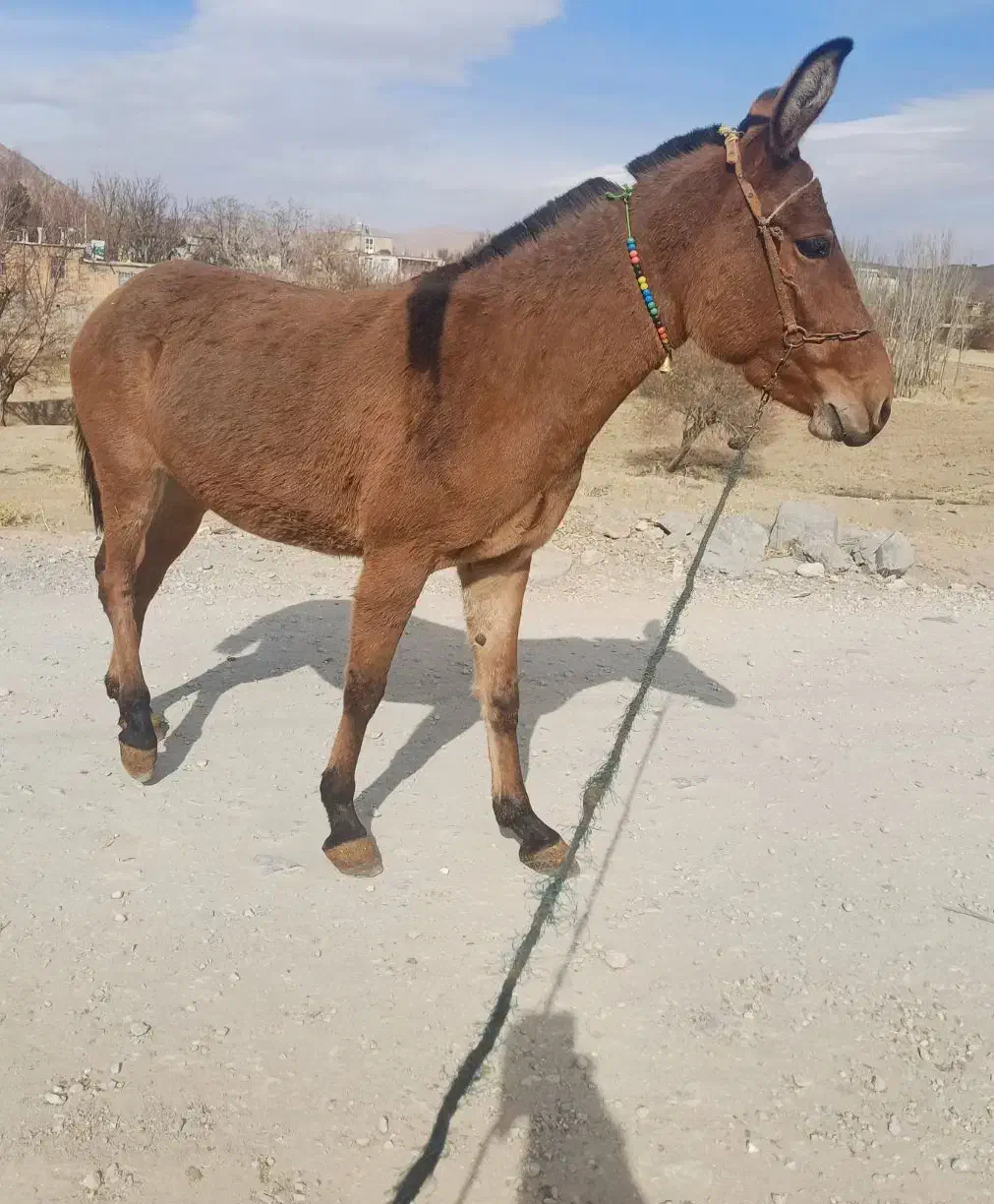 قاطر ۳سال|حیوانات مزرعه|لاران, |دیوار