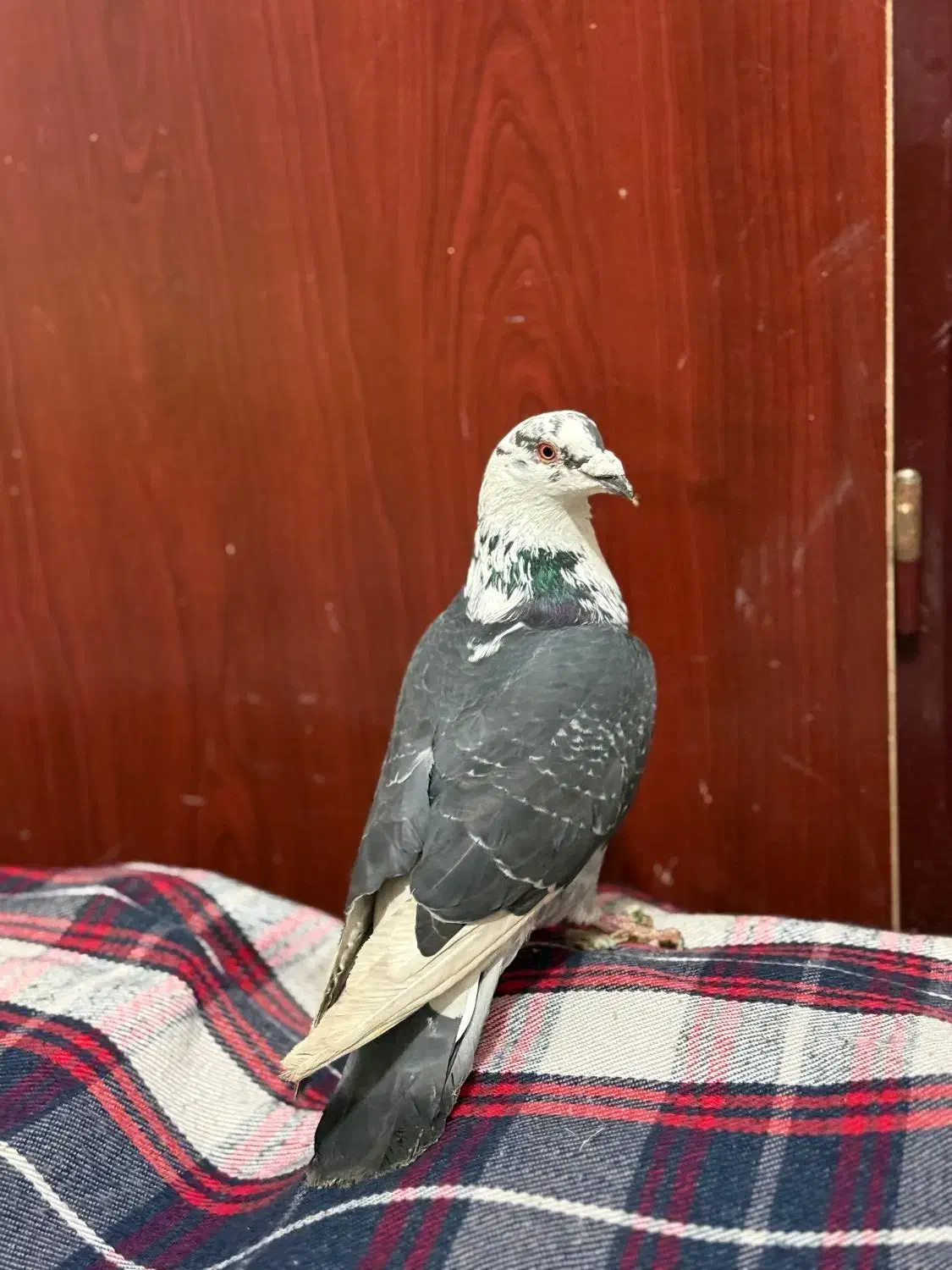 دوتا کفتر ذات دار|پرنده|شیراز, جوادیه|دیوار