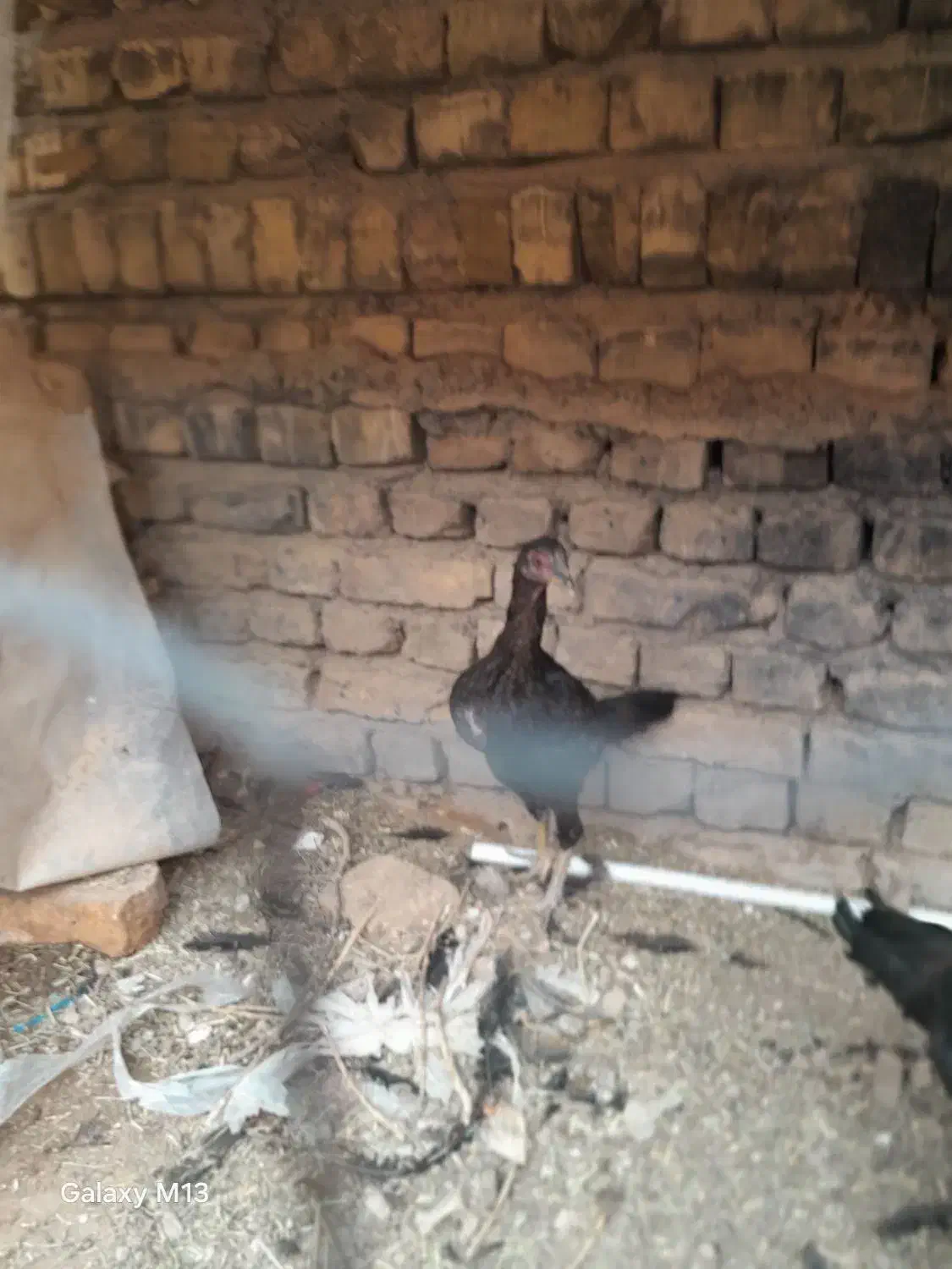 جوجه مرغ و خروس|حیوانات مزرعه|سبزوار, قصبه غربی|دیوار