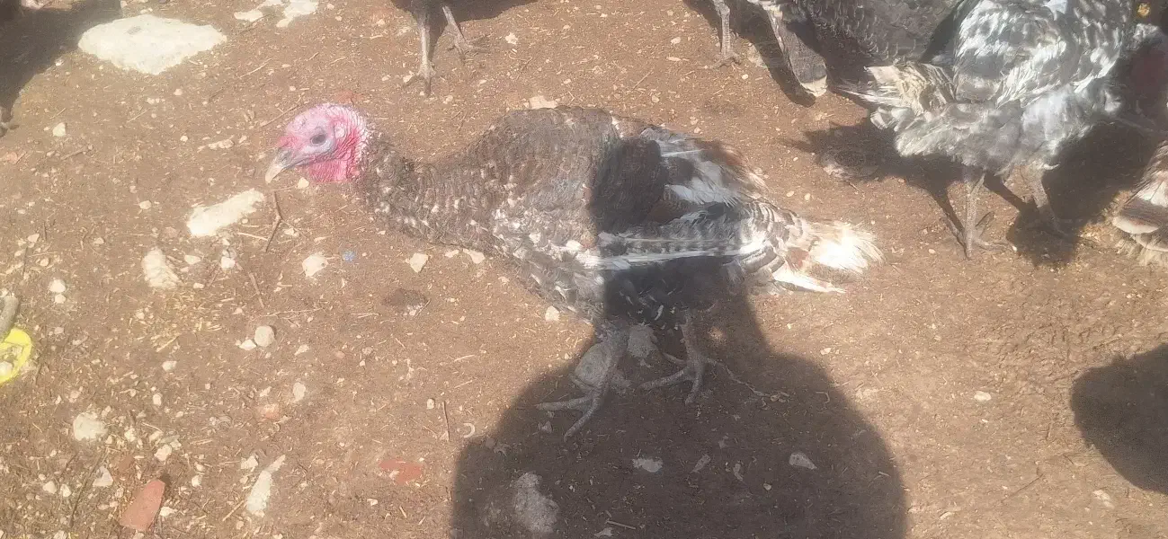 بوقلمون برنز|حیوانات مزرعه|مرودشت, بیست متری بیمارستان|دیوار