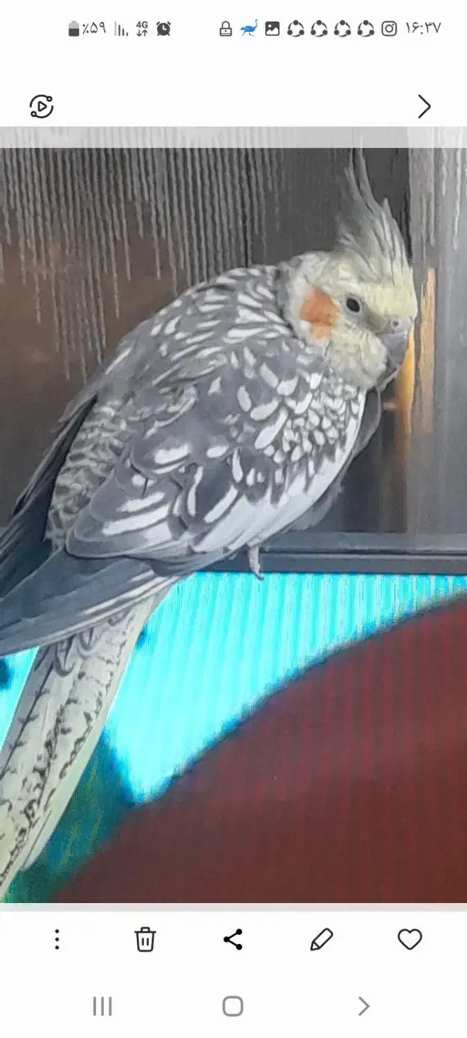 عروس هلندی|پرنده|تهران, سجاد|دیوار