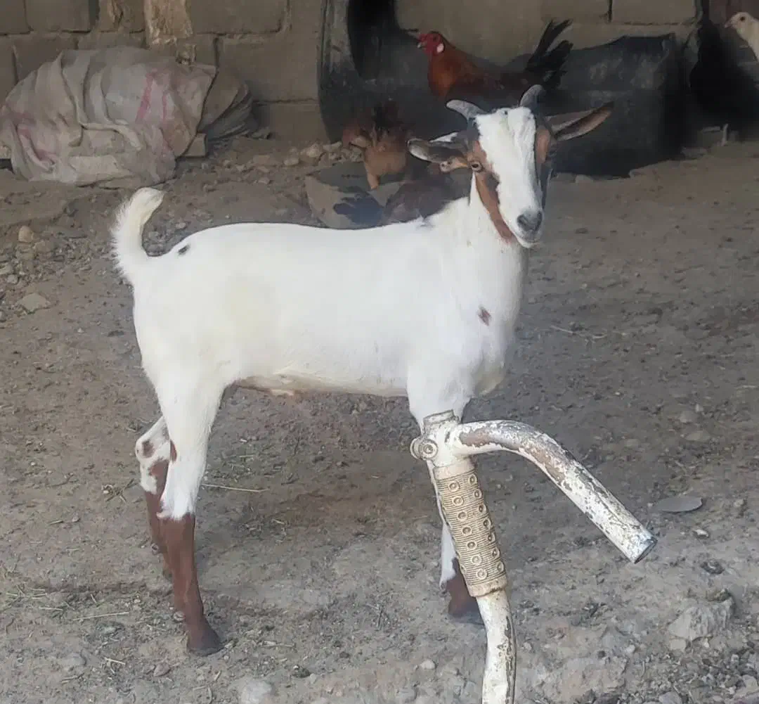 کهره نر|حیوانات مزرعه|خمیر, |دیوار