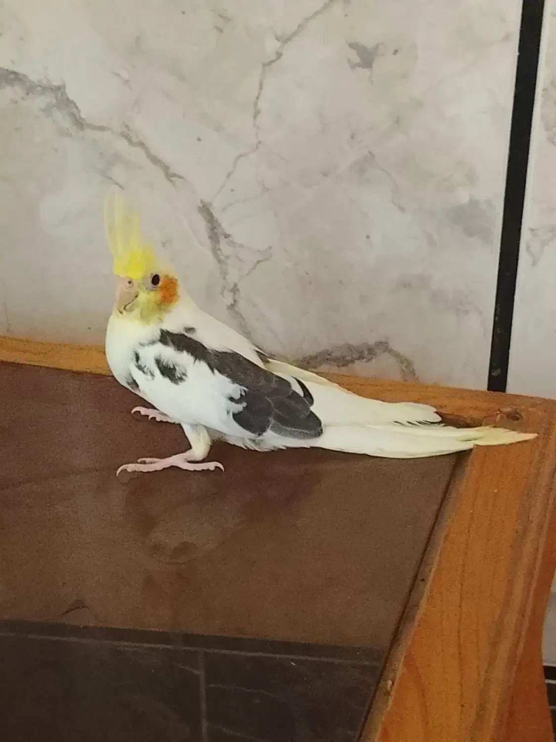 عروس هلندی|پرنده|کلاله, |دیوار