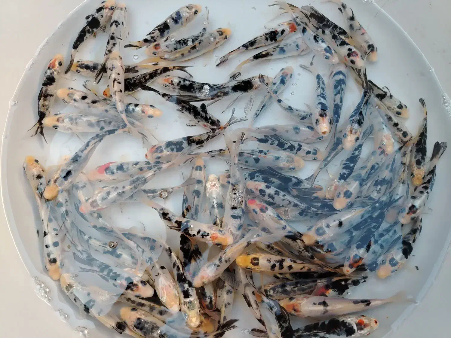 ماهی زینتی خاص|ماهی|لنجان, |دیوار