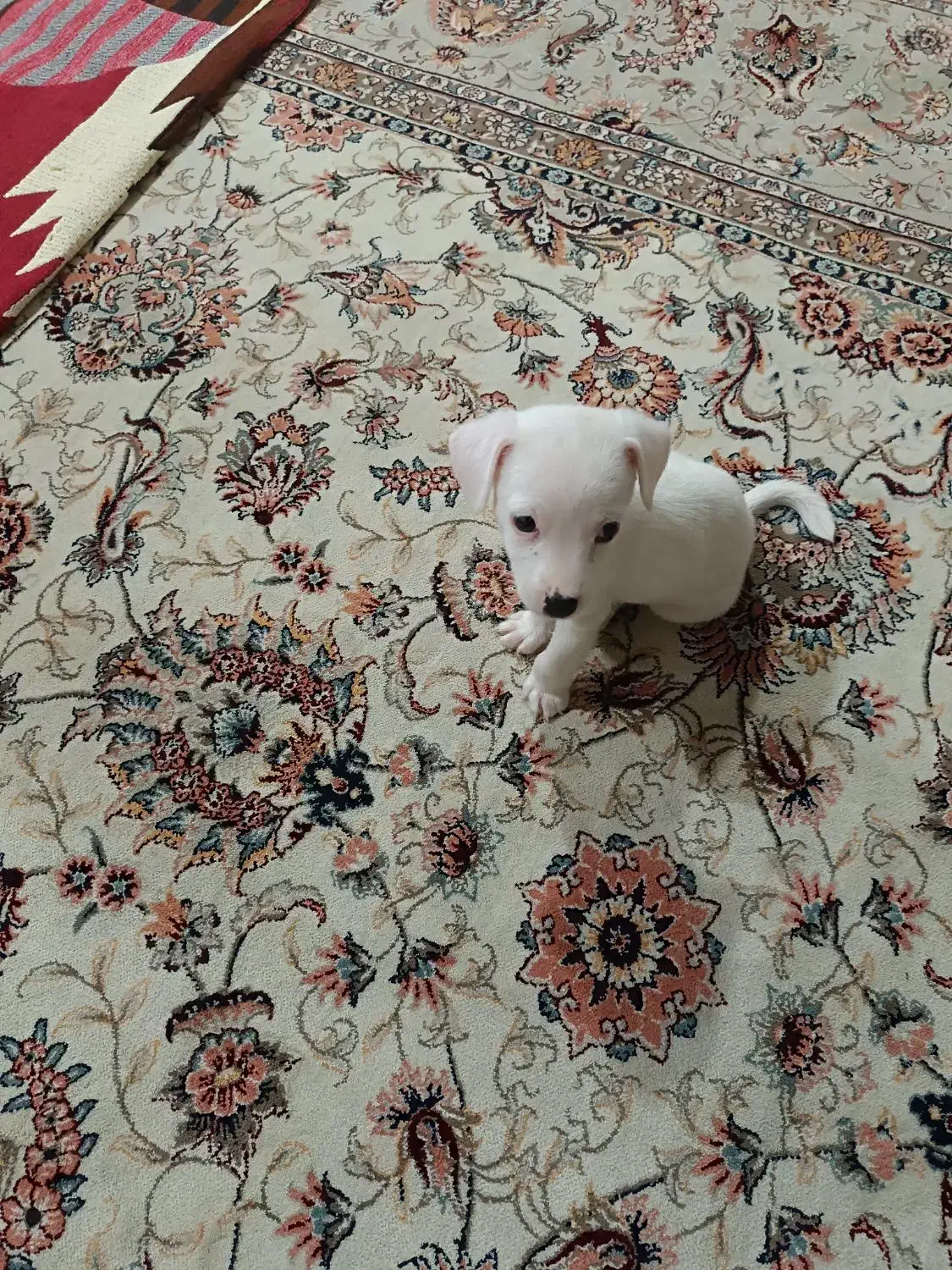 شی وا وا|سگ|شیراز, شهرک مهرگان|دیوار