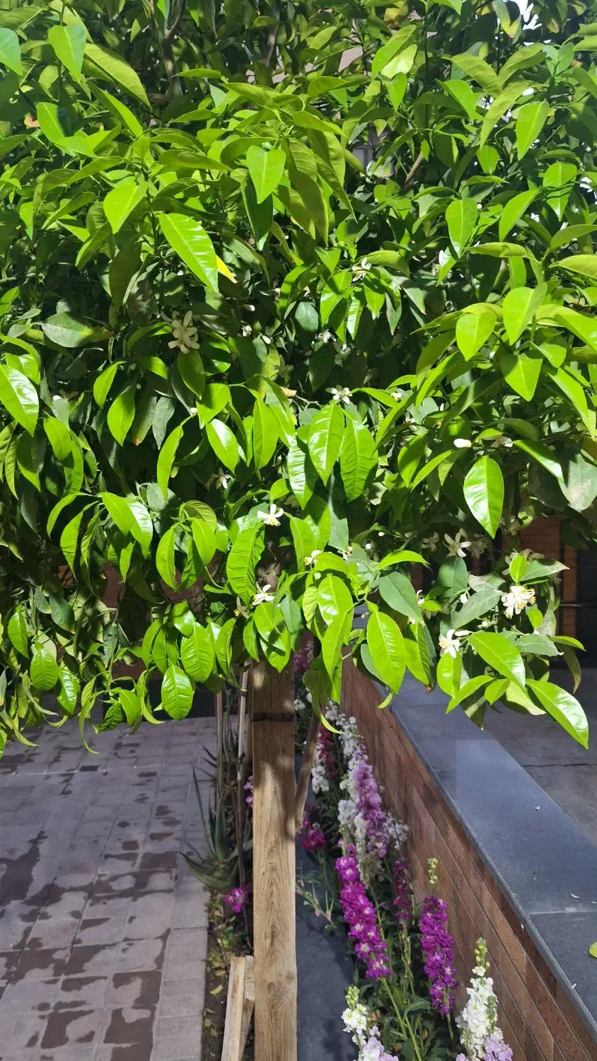 اجاره آپارتمان ۲۰۰ متری ۳ خوابه در خانه اصفهان|اجارهٔ آپارتمان|اصفهان, خانه اصفهان|دیوار