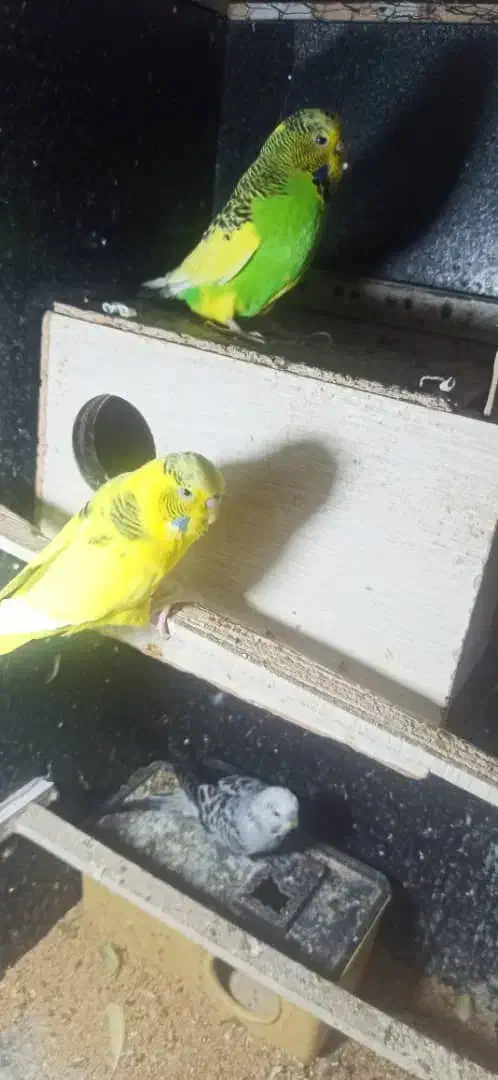 مرغ عشق|پرنده|نظرآباد, نظرآباد|دیوار