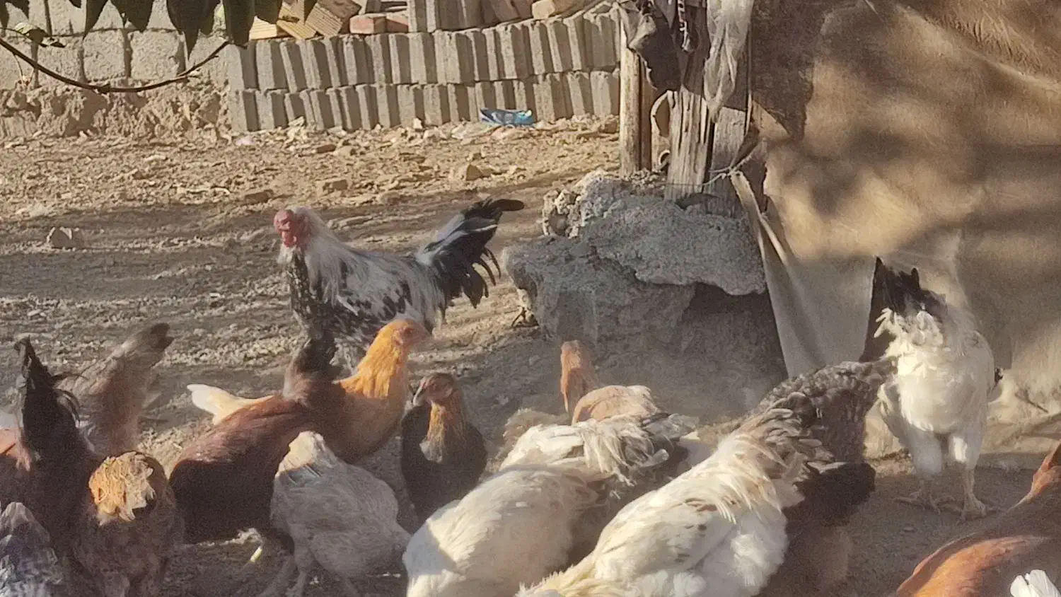 مرغ و خروس محلی|حیوانات مزرعه|سردشت, |دیوار