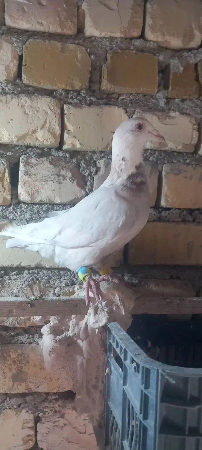 کبوتر.پرنده.|پرنده|چناران, |دیوار